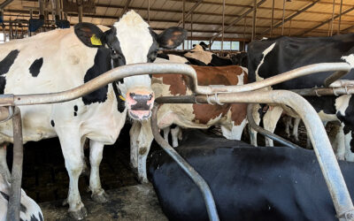 Subsidie extensivering melkveehouderij (SEM) verlengd